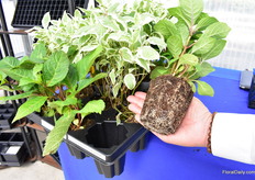 How the roots developed in the Sure Root Pop Bottom of T.O. Plastics. 